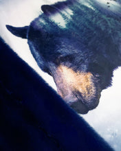 Load image into Gallery viewer, Grizzly Bear with Navy Seal